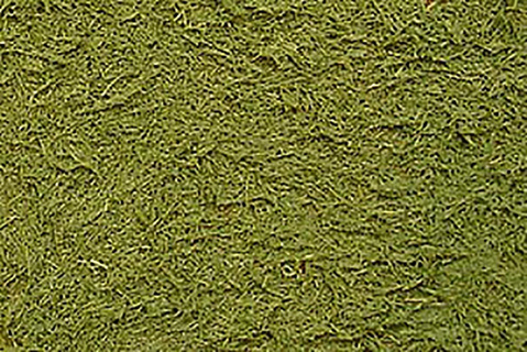 Tamiya Text Paint Grass Effect Green