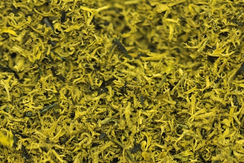 G/Scene Green Bracken