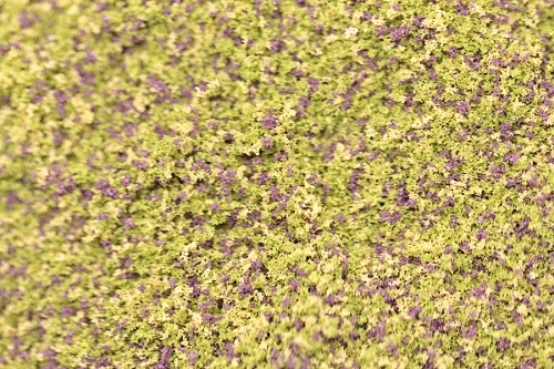 Fine Grade Scatters - Moorland Mix
