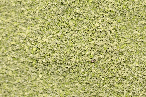 Fine Grade Scatters - Deciduous Green