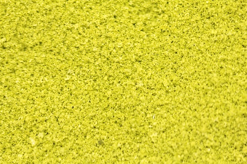 The Green Scene Collection - Mature Elm