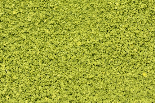 The Green Scene Collection - Midsummer Green