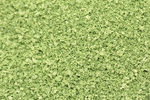The Green Scene Collection - Willow
