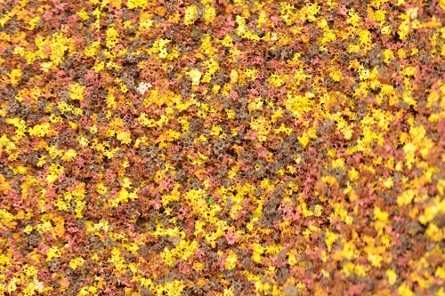 Scatters Coarse Grade - Autumn Gold